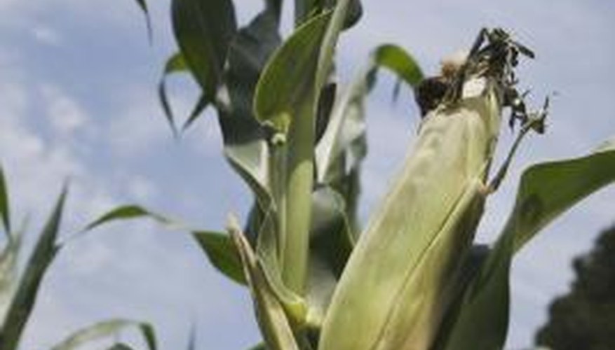 Corn planting times vary throughout Oregon. Corn planting times vary throughout Oregon.
