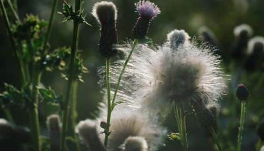 Thistle flowers and seeds Thistle flowers and seeds