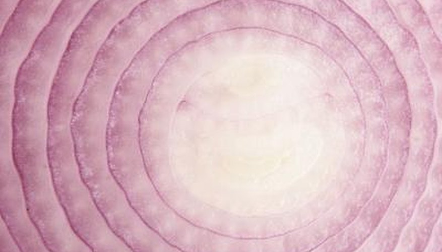 Purple onions are botanically known as allium. Purple onions are botanically known as allium.