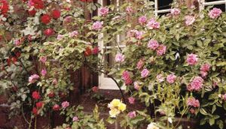 Attach the canes of climbing roses to a support structure as they grow. Attach the canes of climbing roses to a support structure as they grow.
