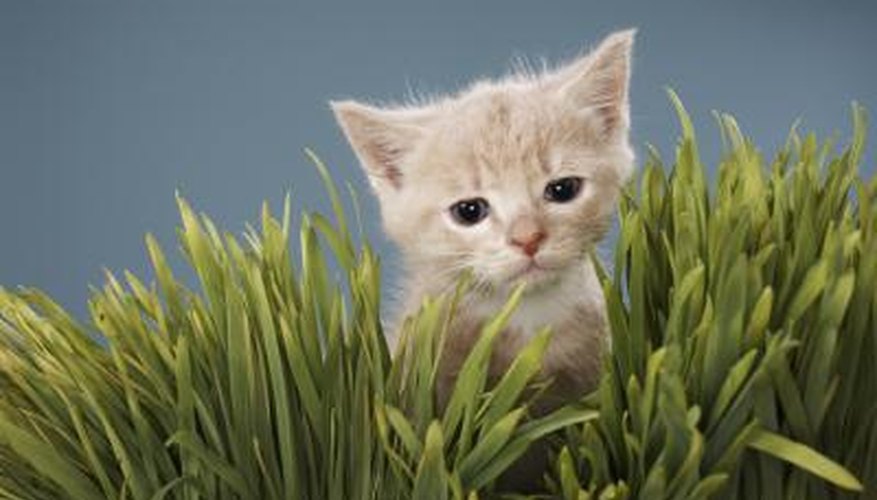 Sweet pepper plants are not toxic to cats. Sweet pepper plants are not toxic to cats.