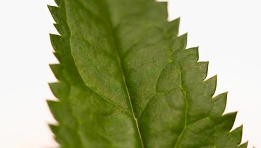 Nettle's benefits outweigh the sting from its leaves and stem. Nettle's benefits outweigh the sting from its leaves and stem.