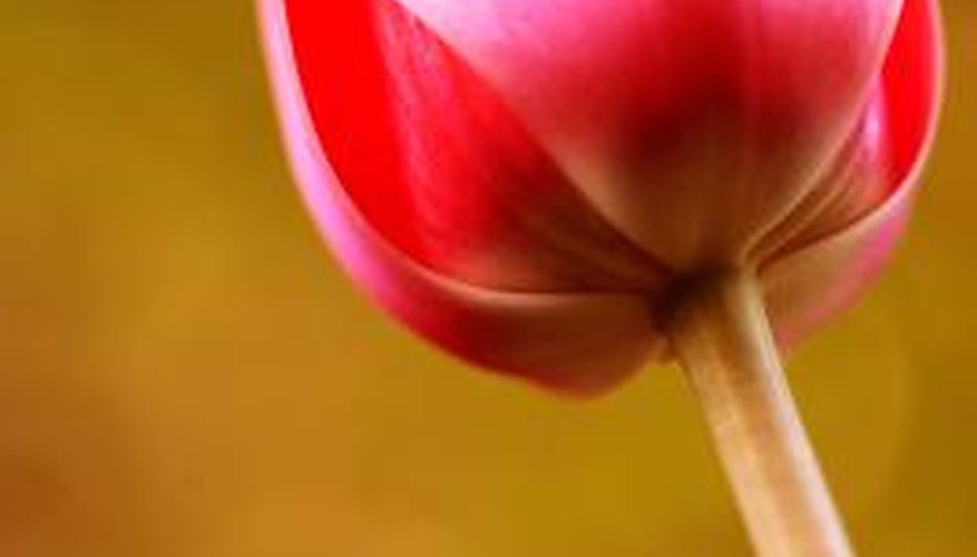 Tulips are one type of flower that blooms during the spring in Georgia. Tulips are one type of flower that blooms during the spring in Georgia.
