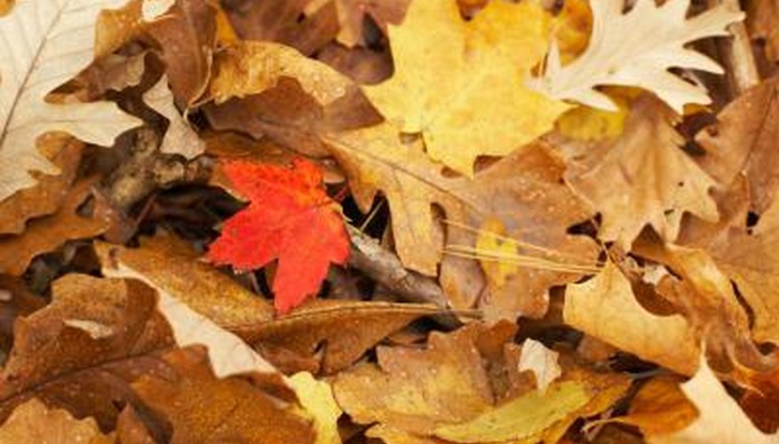 Oak leaf colors range from brown to red to gold. Oak leaf colors range from brown to red to gold.