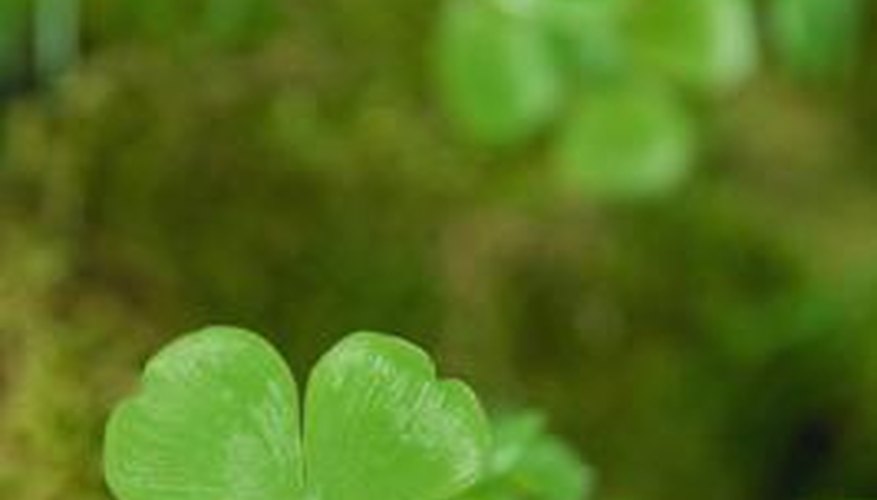 Rejuvenating your clover plot will get rid of the grass. Rejuvenating your clover plot will get rid of the grass.
