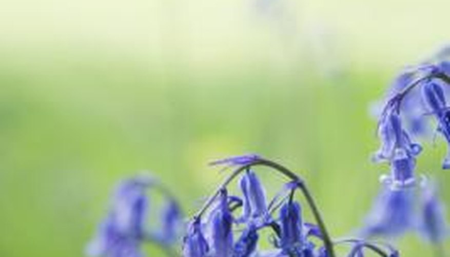 Bluebells are only one of the hardy perennials that grow in Missouri. Bluebells are only one of the hardy perennials that grow in Missouri.