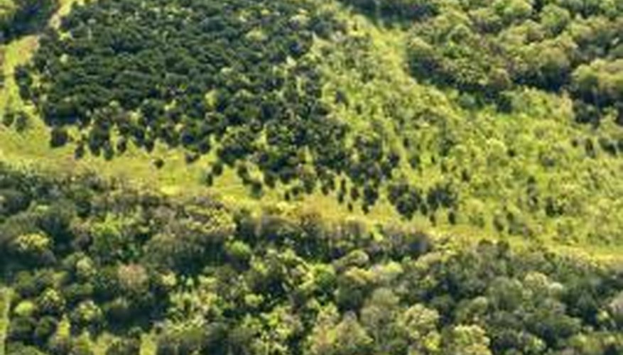 Trees offer many benefits to Texas landowners, from decreased cooling costs to increased land values. Trees offer many benefits to Texas landowners, from decreased cooling costs to increased land values.