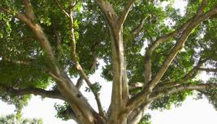 Golden gate ficus bonsai can be trained to resemble ficus trees we see in nature. Golden gate ficus bonsai can be trained to resemble ficus trees we see in nature.