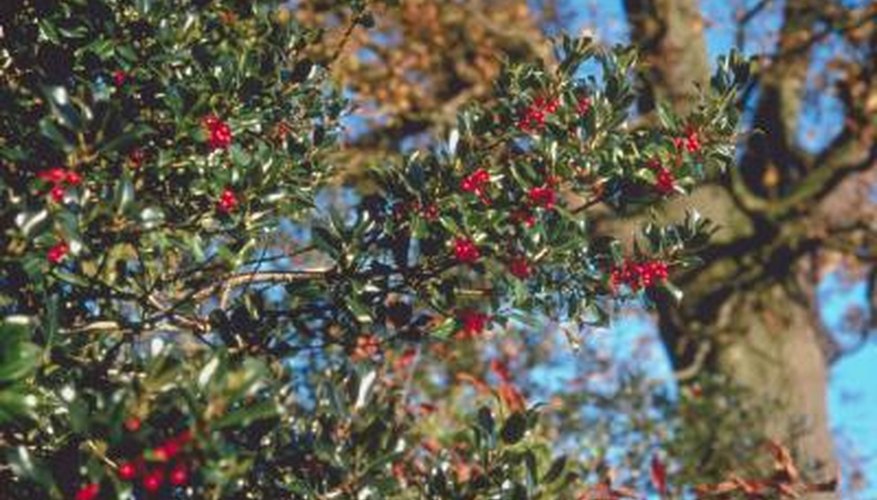 Holly have high nutritional needs and proper fertilization will keep them healthy. Holly have high nutritional needs and proper fertilization will keep them healthy.
