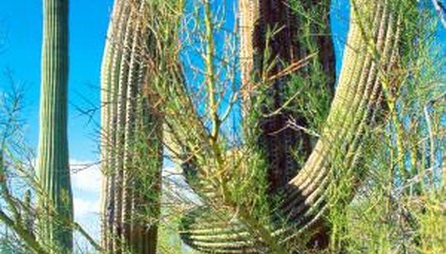 Palo verde trees protect many Sonoran Desert cacti. Palo verde trees protect many Sonoran Desert cacti.