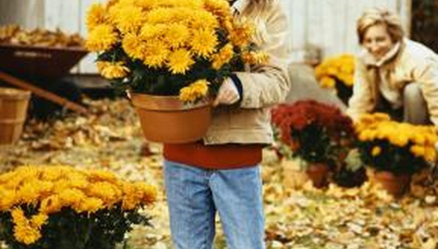 Mums brighten fall displays with their mounds of blooms. Mums brighten fall displays with their mounds of blooms.