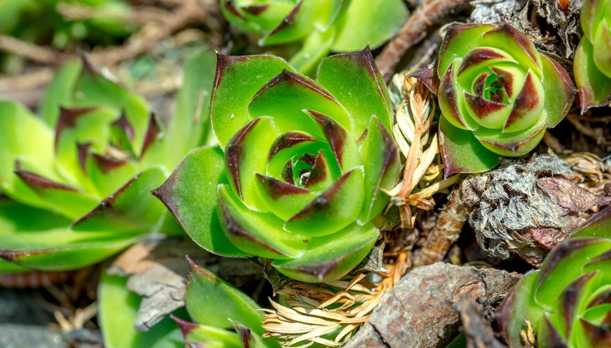 Common houseleek tolerates full or partial sun. Common houseleek tolerates full or partial sun.