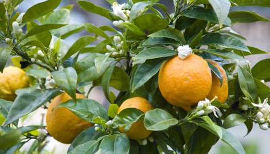 branch of organic orange tree branch of organic orange tree