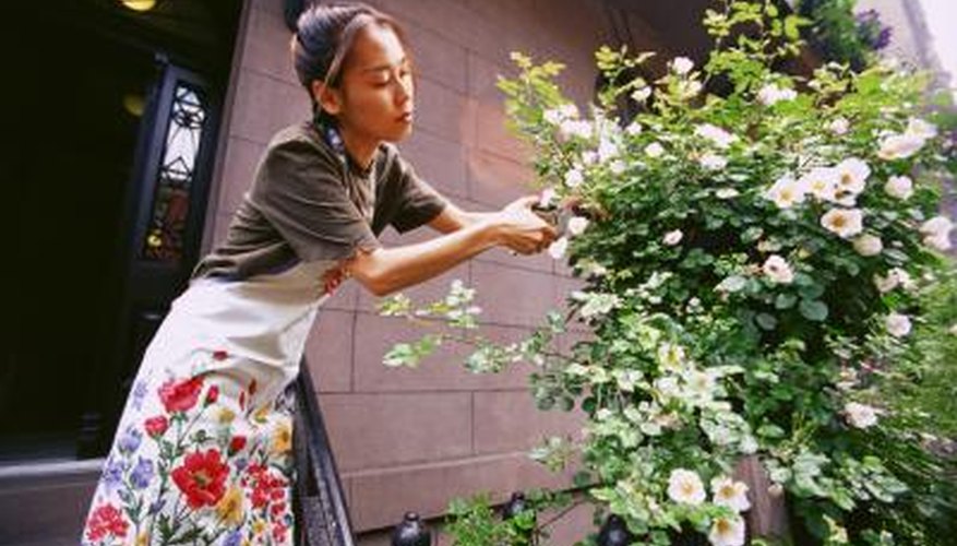 Each wild white rose flower has five petals with numerous stamens. Each wild white rose flower has five petals with numerous stamens.