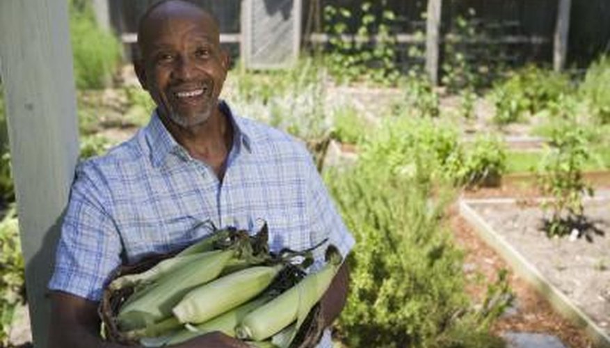Corn ripens in 55 to 95 days, depending on the variety. Corn ripens in 55 to 95 days, depending on the variety.