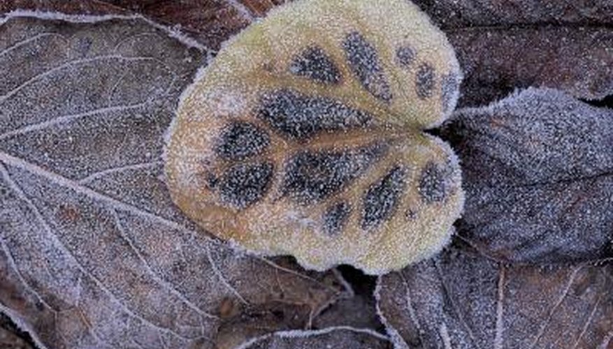 Diseased leaf. Diseased leaf.