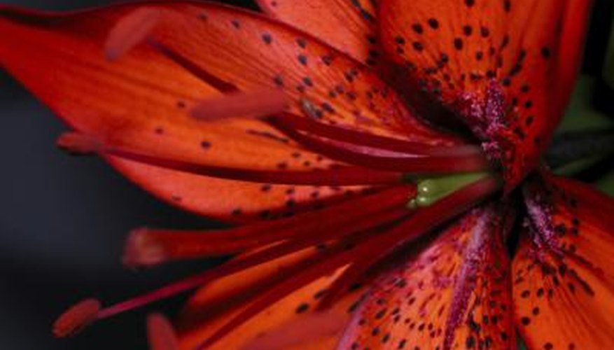 A dark orange-red tiger lily. A dark orange-red tiger lily.