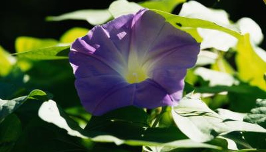 Morning glory are susceptible to aphids and spider mites. Morning glory are susceptible to aphids and spider mites.