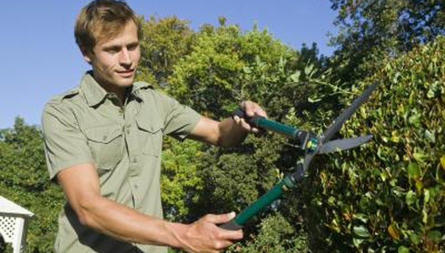 What Hedge Grows the Fastest? | Garden Guides