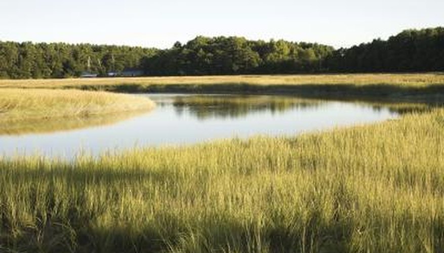 Common plants in marshy areas can affect the environment. Common plants in marshy areas can affect the environment.
