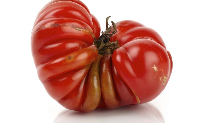 Some beefsteak tomatore are "pleated" or ribbed on their surfaces. Some beefsteak tomatore are "pleated" or ribbed on their surfaces.