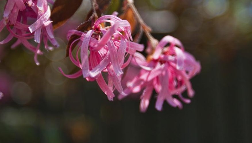 The flowers of a loropetalum bush. The flowers of a loropetalum bush.