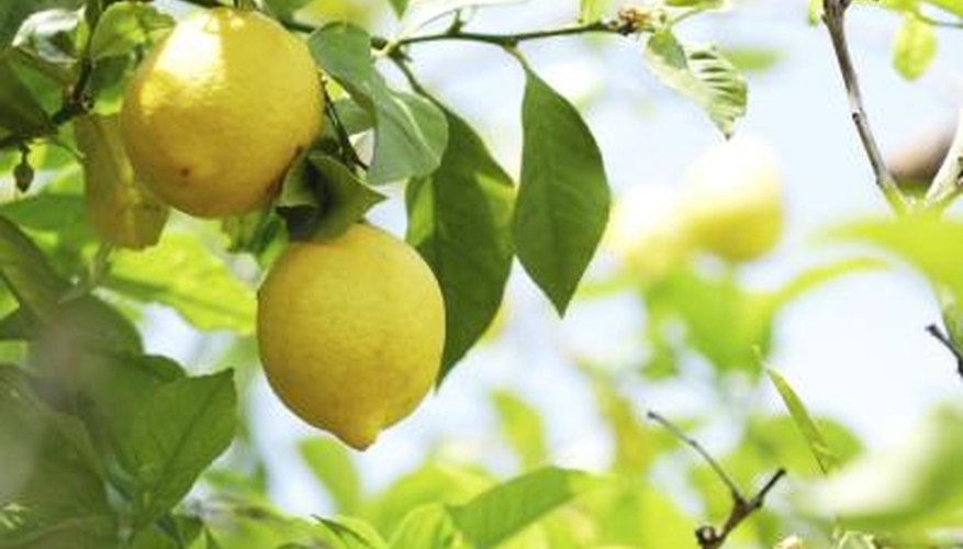 Lemons growing on a tree branch. Lemons growing on a tree branch.