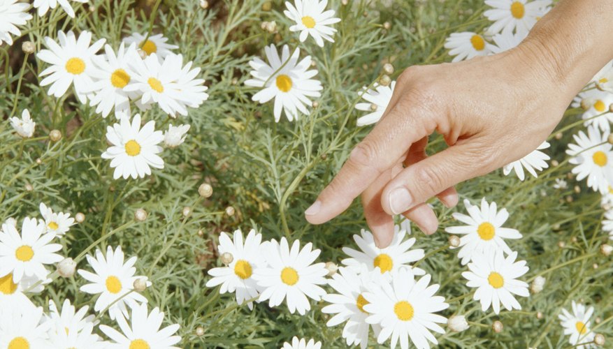 Chamomile can spread aggressively in its preferred growing conditions. Chamomile can spread aggressively in its preferred growing conditions.