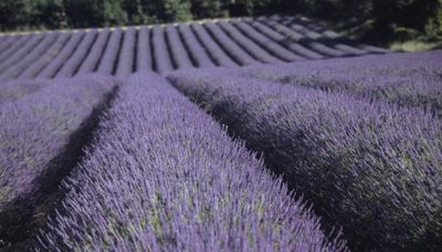 Growing lavender in northern Florida is a challenge. Growing lavender in northern Florida is a challenge.