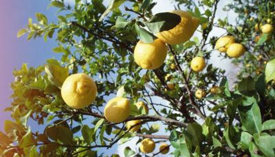 lemons lemons