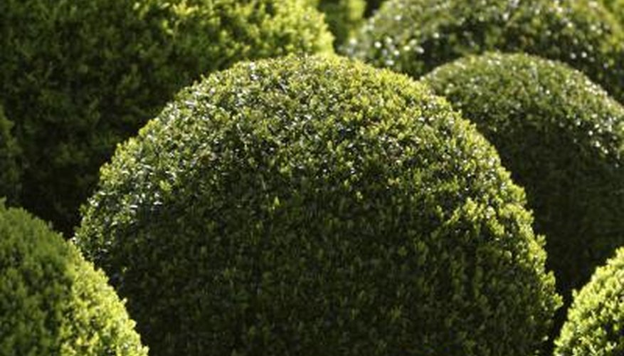 Globe-shaped shrubs make a garden look well-manicured. Globe-shaped shrubs make a garden look well-manicured.