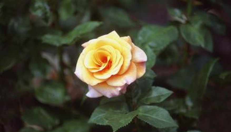 Aphids and spider mites can often be controlled by spraying the rose thoroughly in the morning with the garden hose. Aphids and spider mites can often be controlled by spraying the rose thoroughly in the morning with the garden hose.