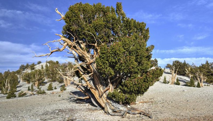 A very old bristlecone pine tree. A very old bristlecone pine tree.