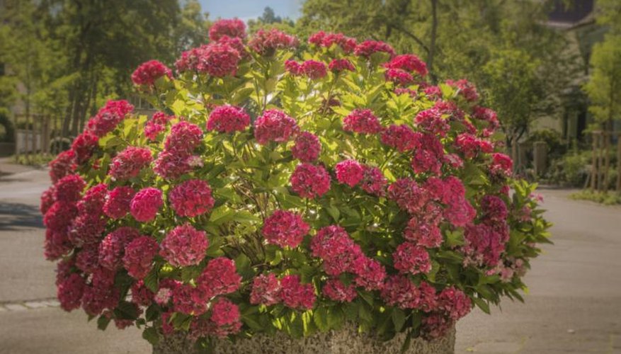 Save your back by rolling your plants to new spots instead of lifting them. Save your back by rolling your plants to new spots instead of lifting them.
