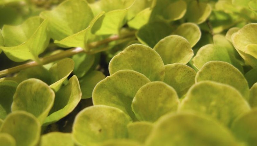 Creeping jenny is deciduous in cold climates and semi-evergreen in mild areas. Creeping jenny is deciduous in cold climates and semi-evergreen in mild areas.