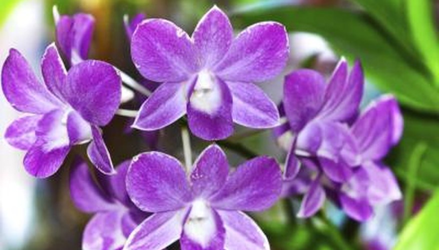 purple orchids purple orchids