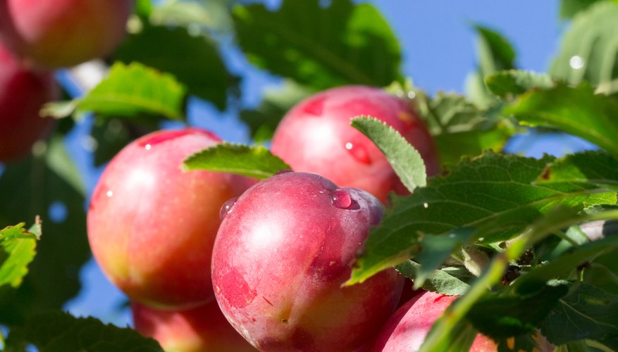 Plum trees are among the hardiest stone fruits. Plum trees are among the hardiest stone fruits.