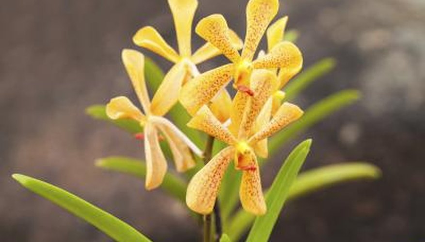 yellow mokara orchid yellow mokara orchid