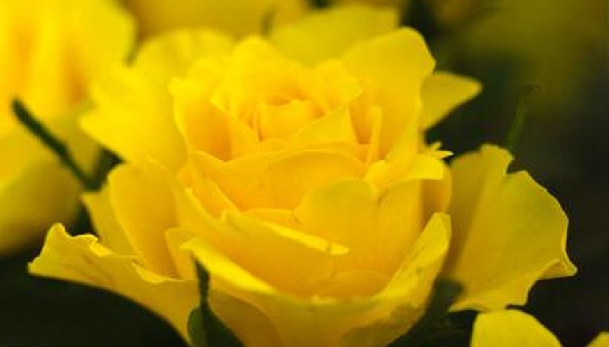 Roses grow wild in South Carolina countryside. Roses grow wild in South Carolina countryside.