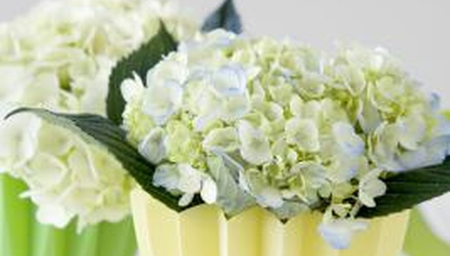 Cut hydrangea makes ideal wedding bouquets and cut-flower arrangements. Cut hydrangea makes ideal wedding bouquets and cut-flower arrangements.