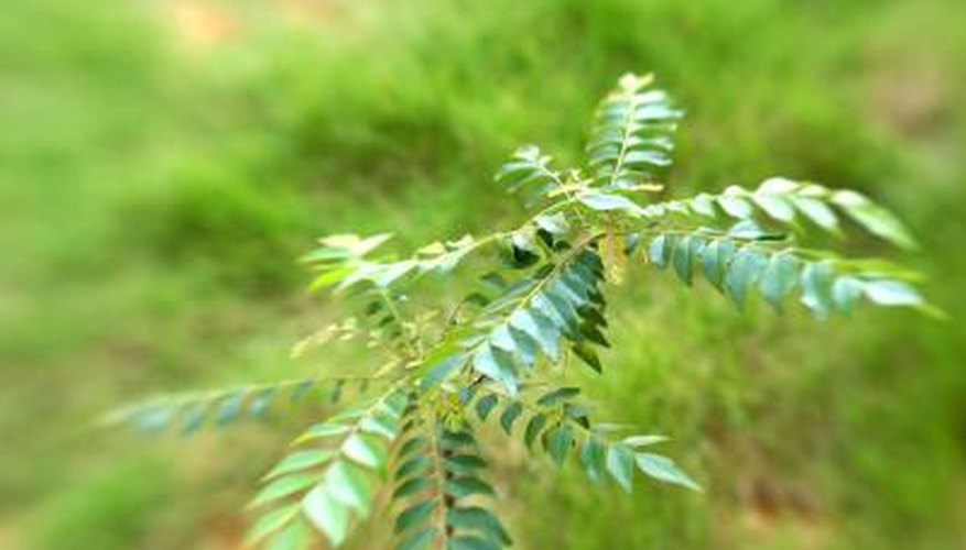 The curry leaf plant flowers at irregular intervals throughout the growing season. The curry leaf plant flowers at irregular intervals throughout the growing season.