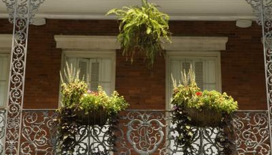 Staghorn ferns are popular in hanging baskets. Staghorn ferns are popular in hanging baskets.