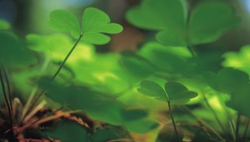 Some types of shamrock may appear like floating butterflies. Some types of shamrock may appear like floating butterflies.