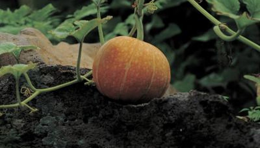 Plant 1 to 3 lbs. of pumpkin seed per acre. Plant 1 to 3 lbs. of pumpkin seed per acre.