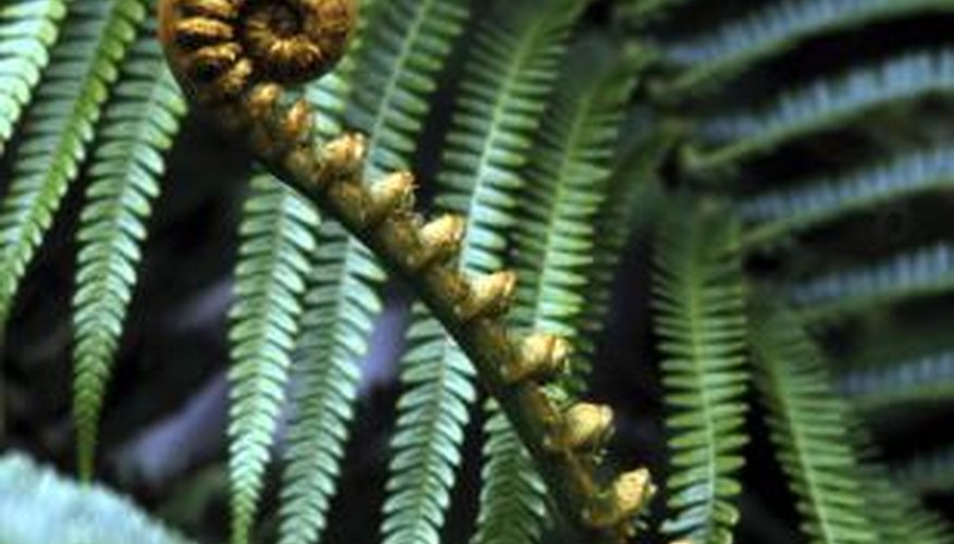Ferns with their fiddleheads adorn cold and hot climate landscapes. Ferns with their fiddleheads adorn cold and hot climate landscapes.