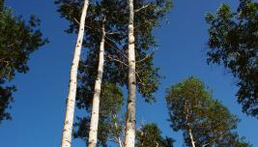 Poplar trees, such as aspens, are fast-growing. Poplar trees, such as aspens, are fast-growing.