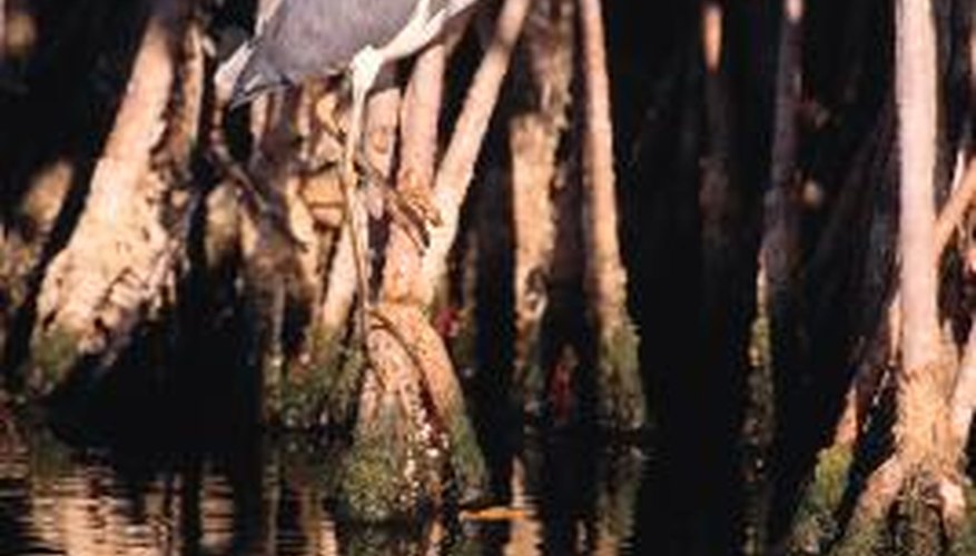 A heron can decimate the fish population in a shallow pond. A heron can decimate the fish population in a shallow pond.