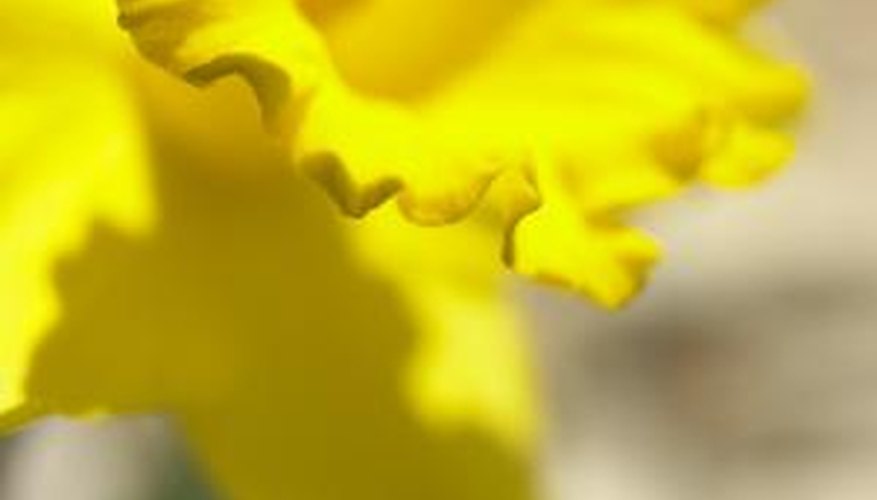 Daffodils are known for their yellow or white bell-shaped flowers. Daffodils are known for their yellow or white bell-shaped flowers.