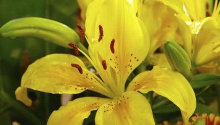 The blooms come in many different colors. The blooms come in many different colors.