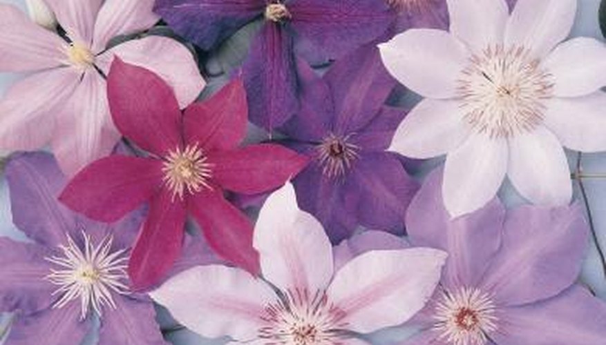 Species of clematis grow in U.S. Department of Agriculture plant hardiness zones 3 through 11. Species of clematis grow in U.S. Department of Agriculture plant hardiness zones 3 through 11.